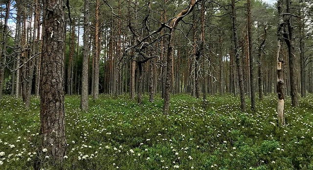 Ramundersborg naturreservat