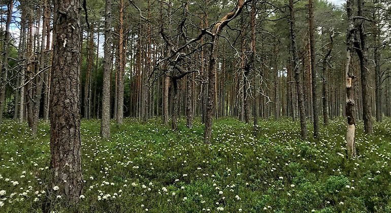 Tallrismosse med blommande skvattram