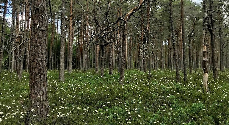 Tallrismosse med blommande skvattram