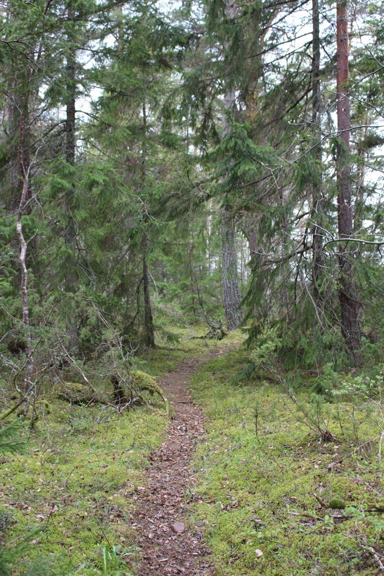 En smal stig går genom tät skog. 