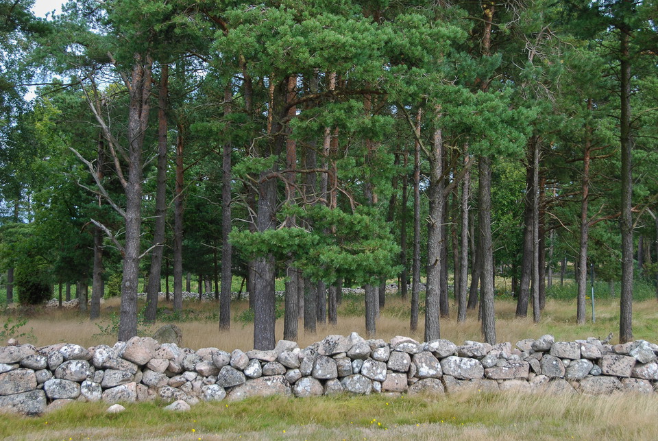 Tallskog