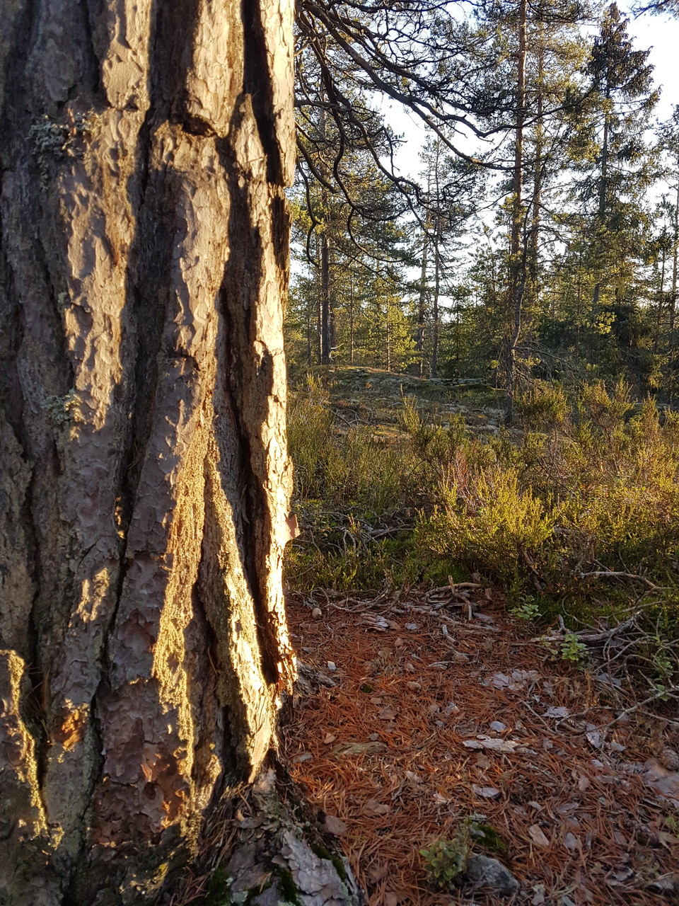 Kraftig bark
