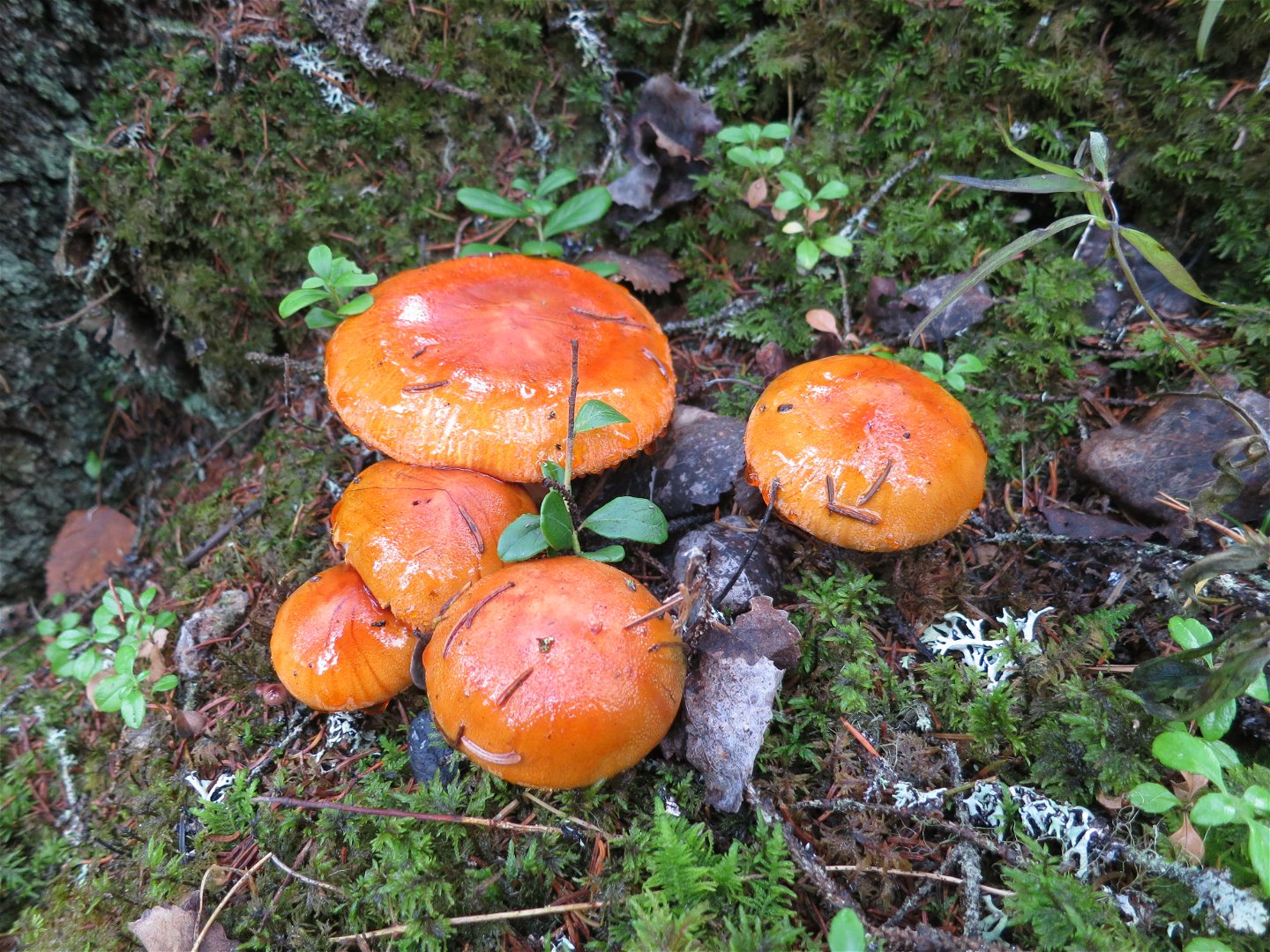 Orange svampar i reservatet
