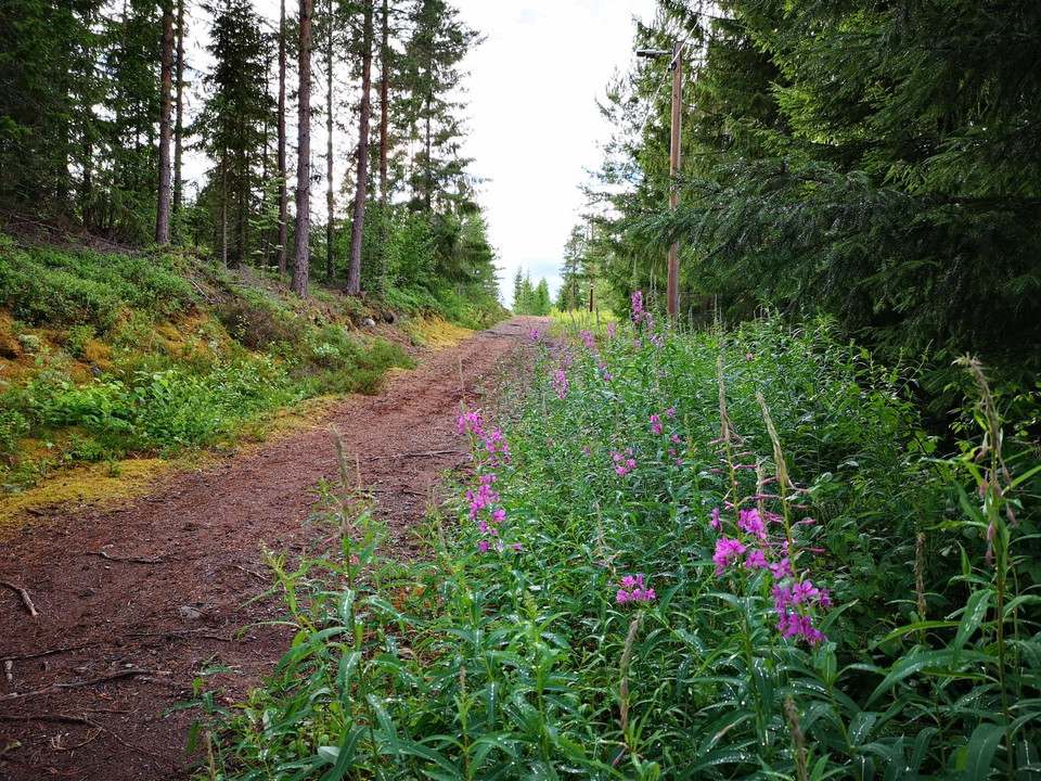 Följ elljusspåret i början