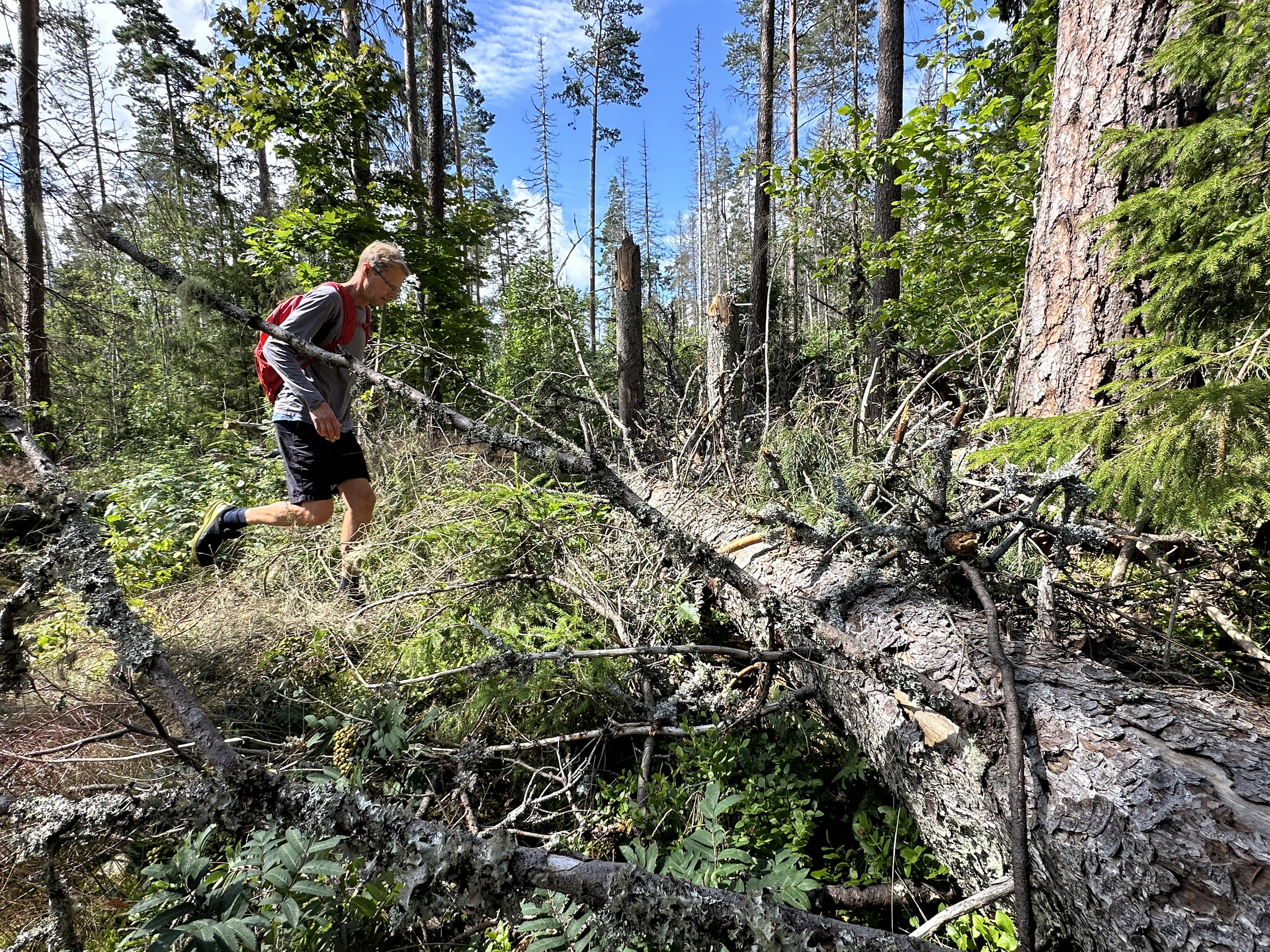 Svårt att ta sig fram i Garphyttans nationalpark numera. …