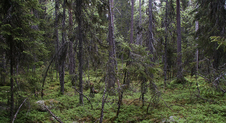 Naturskogen i Kampåsen.