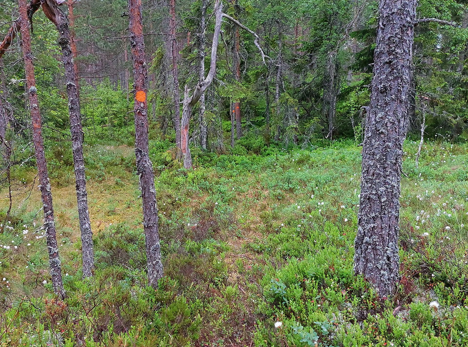 Otydlig stig över myrar