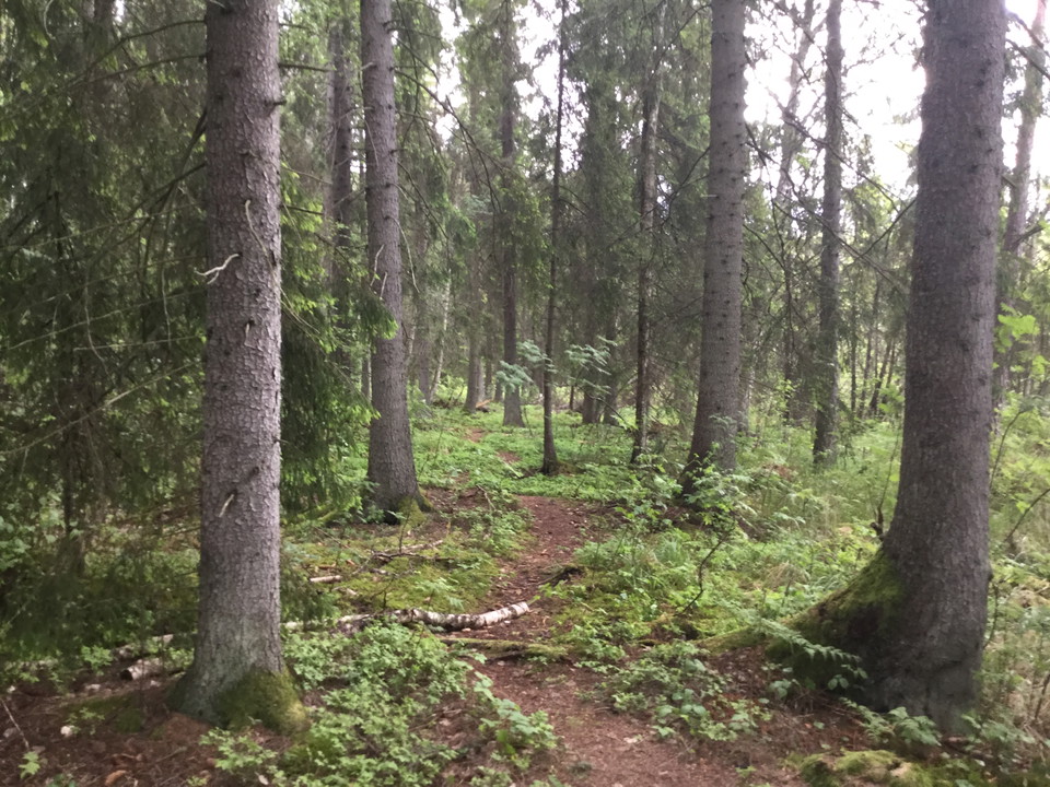 Malmsjöns naturreservat