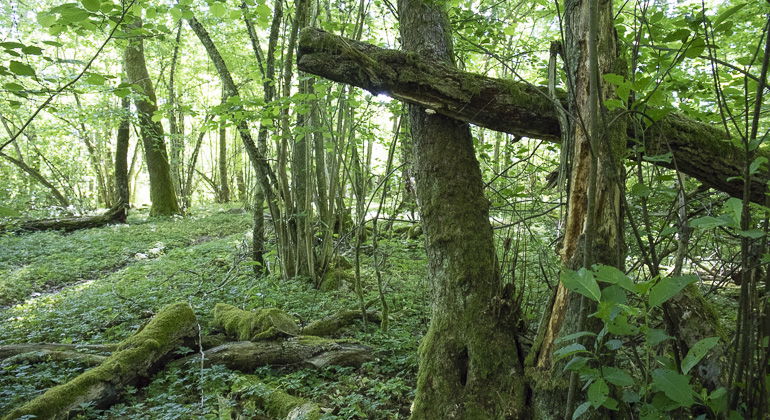 Skog med död ved.