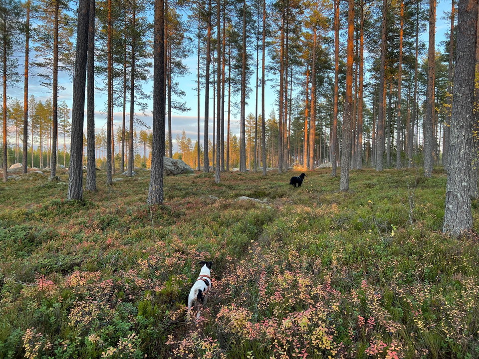 Stigarna är små och mysiga.