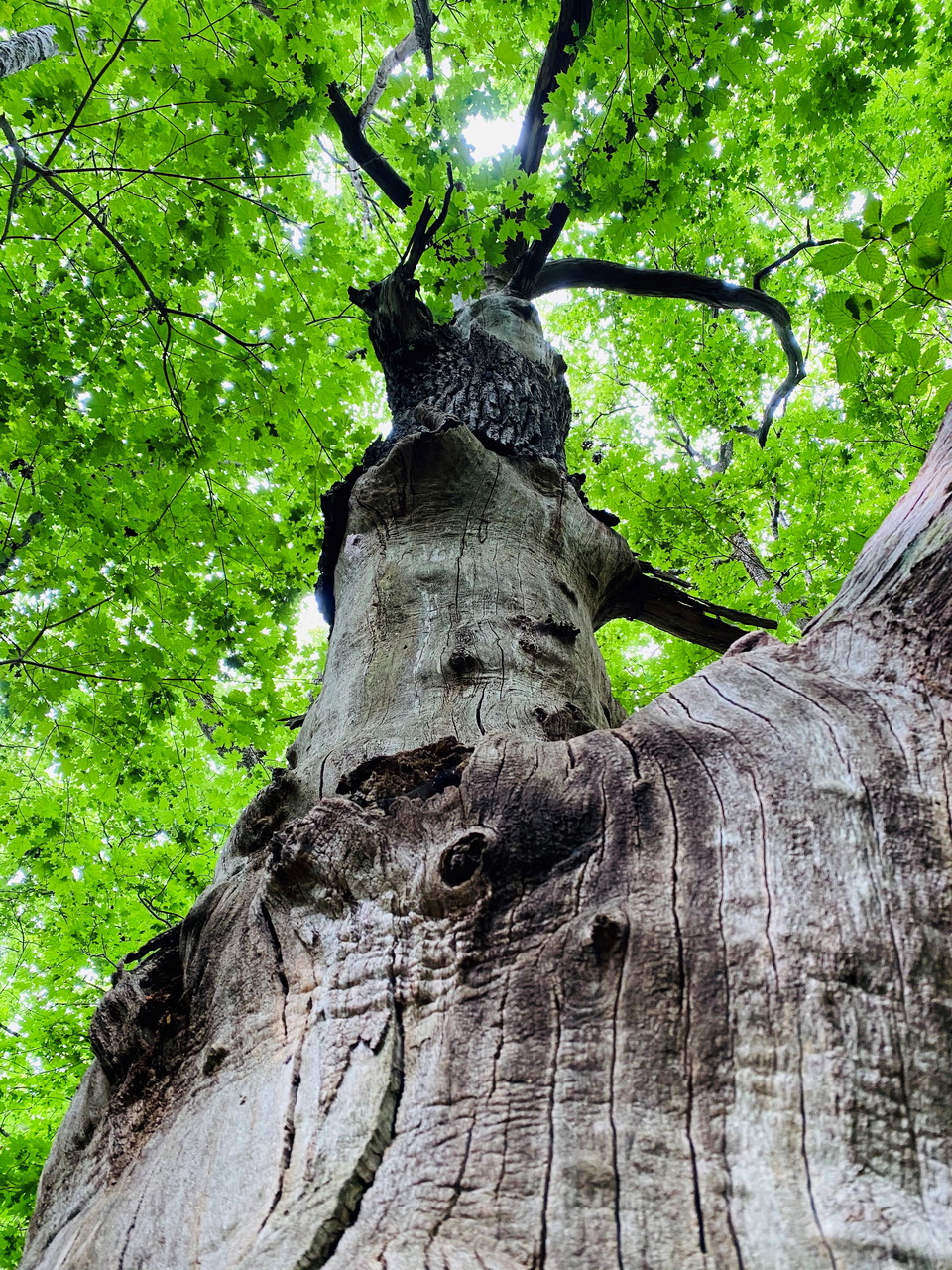 Familjen tog båten till Kinnekulle och passade på att göra en dagsutflykt på cykel