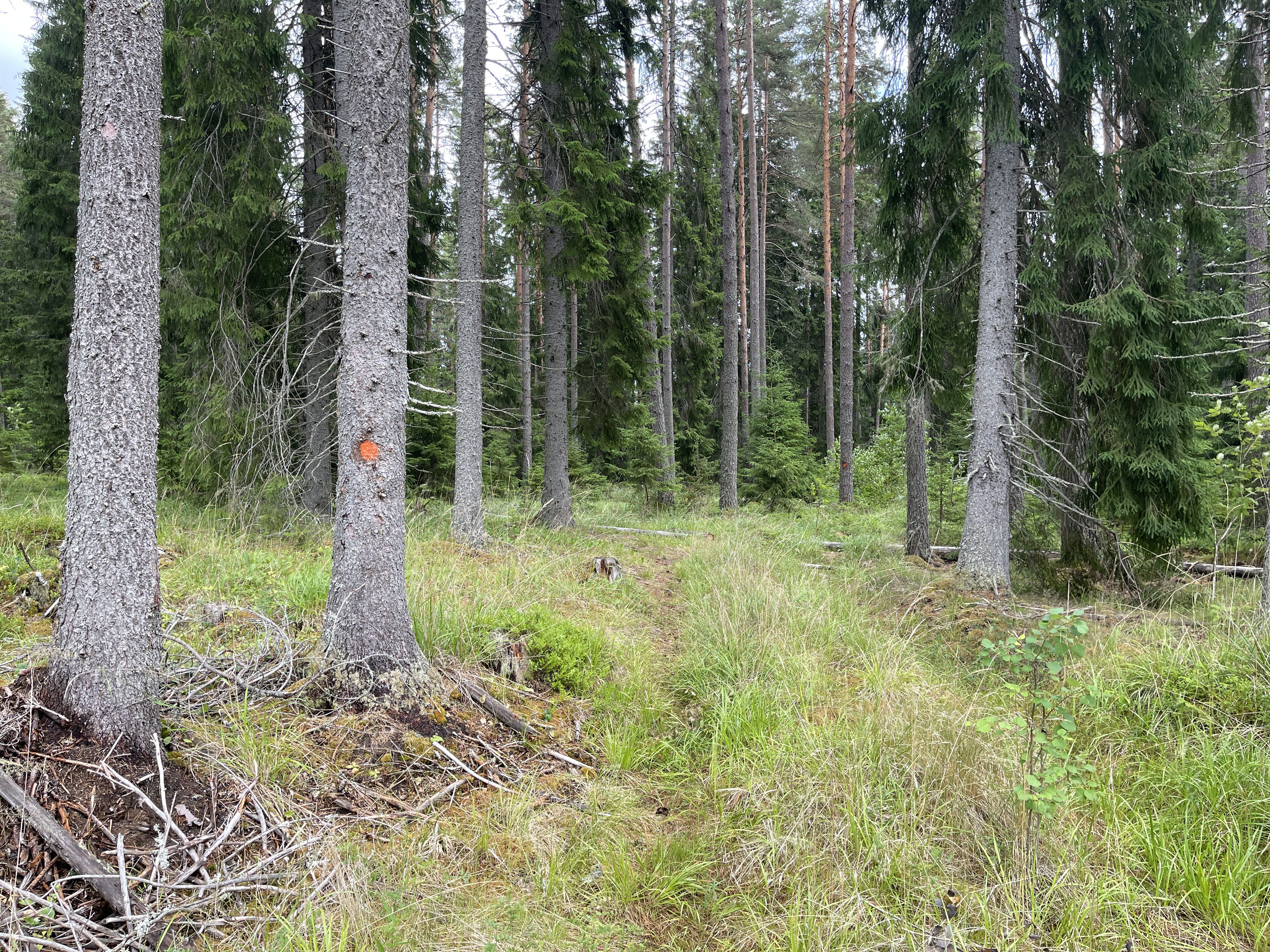 Stig in i skog. Ett träd har en orange markering på stammen.