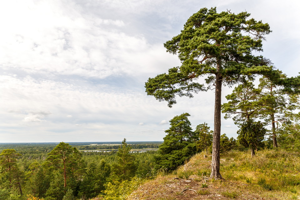 Vybild över skogslandskap med långt till horisonten. I förgrunden står en ensam tall vid branten av en klippa.