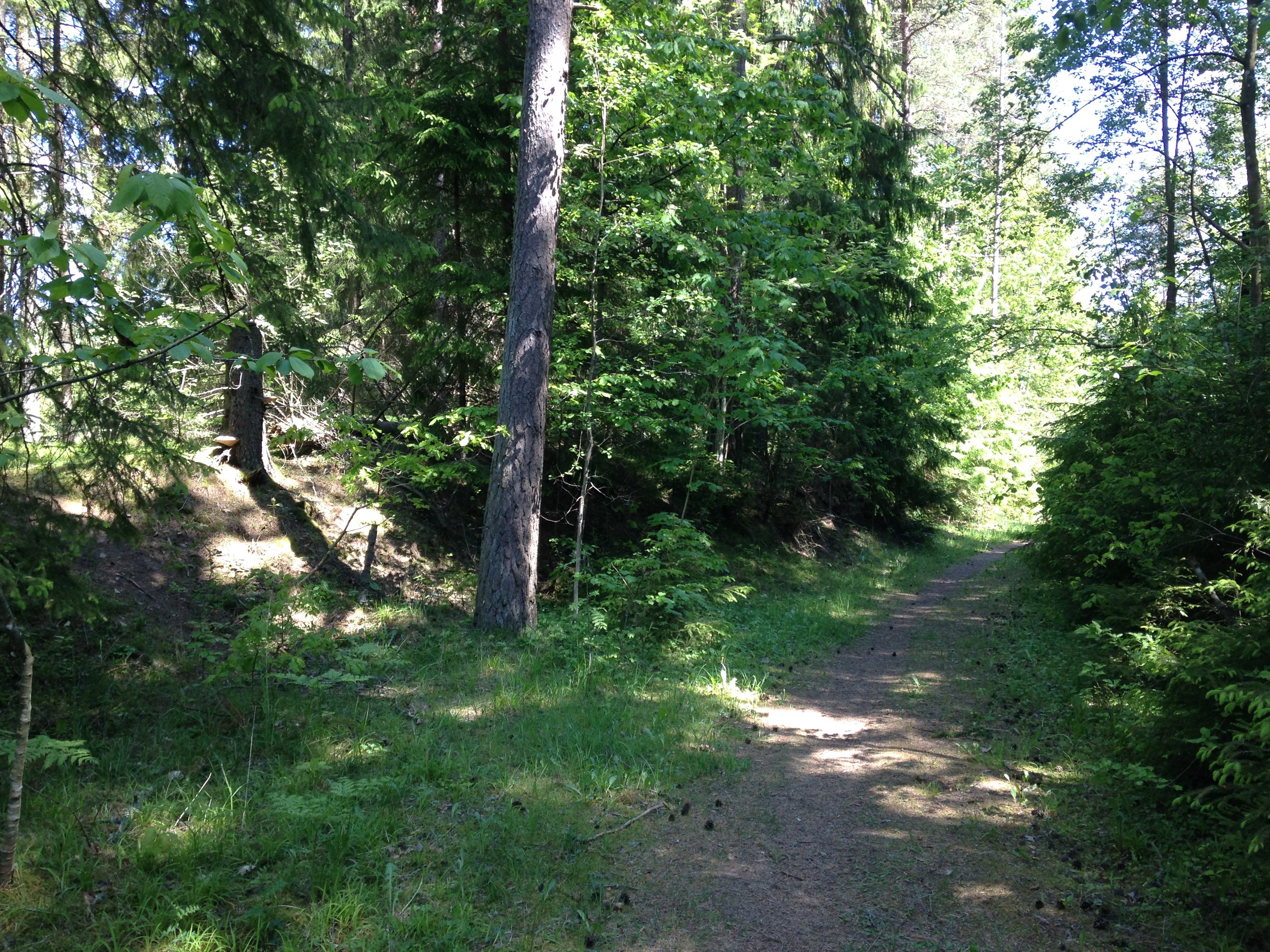 Bild på en skogsväg i reservatet