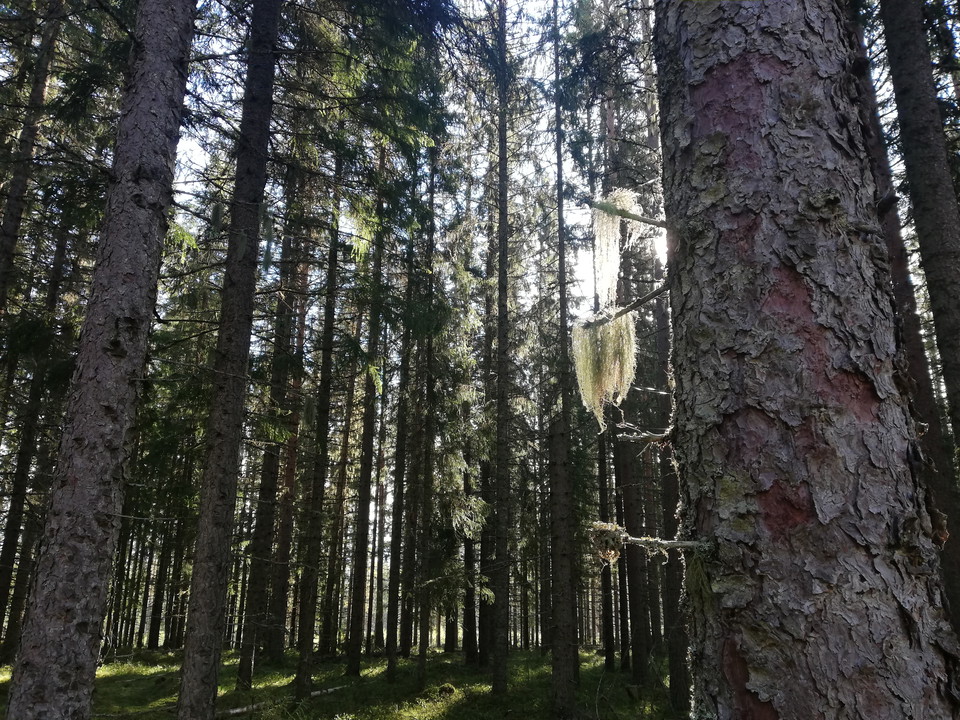 Trollskog längs vägen