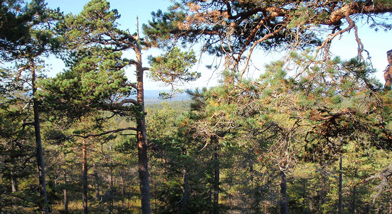 Sörskog Skallberget, Naturreservat