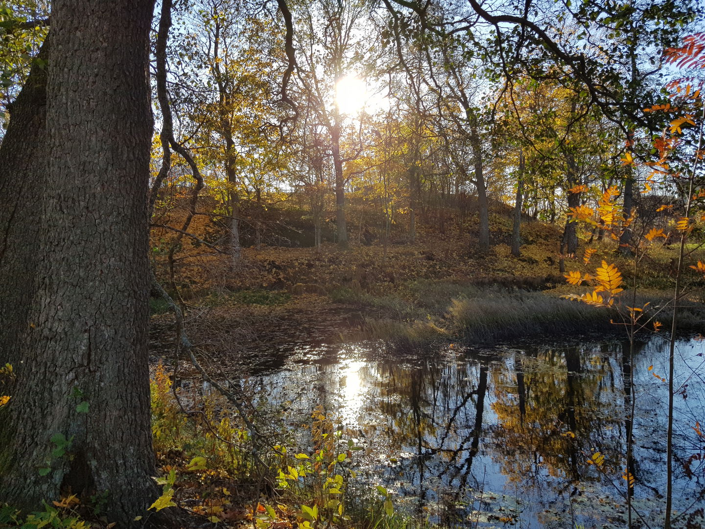 Mölna kvarndamm. Foto Lidingö stad