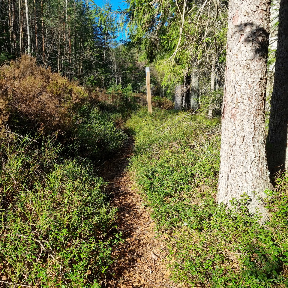Etapp genom ljung och tallskog.