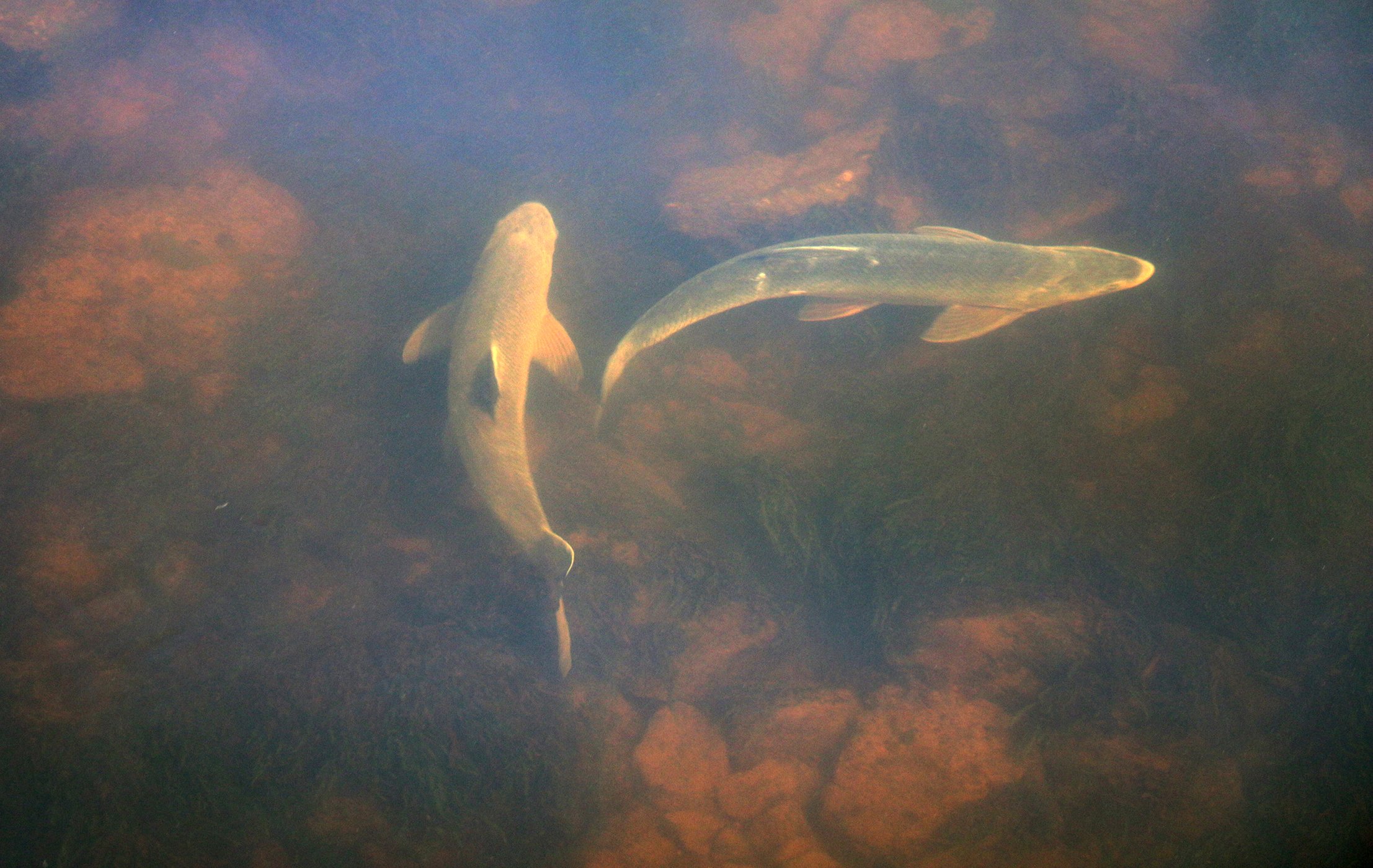 Två fiskar simmar nära varandra.