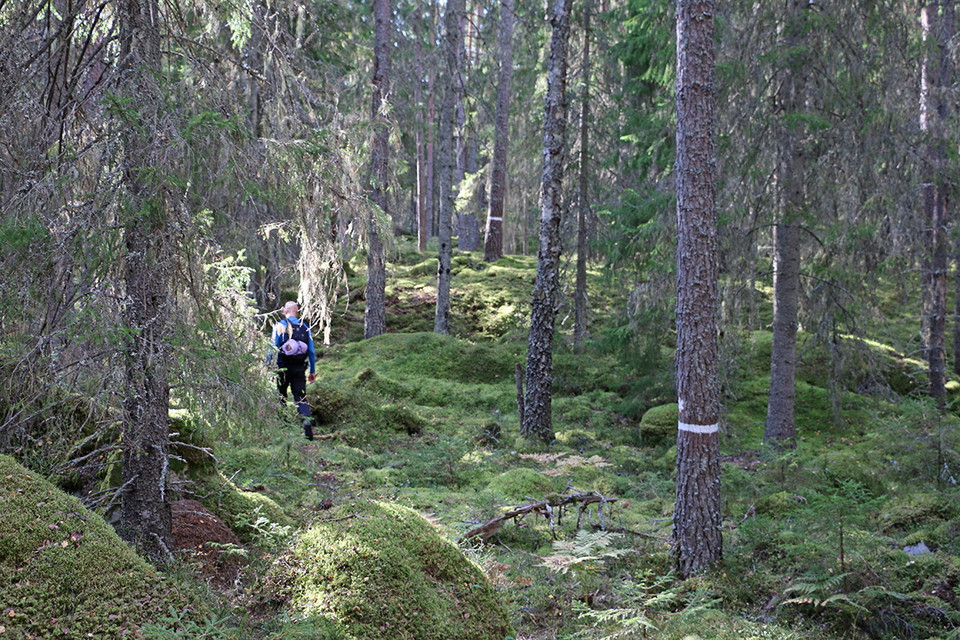Granskog med reservatsmärkning på stammar. I bakgrunden en person klädd i blått.