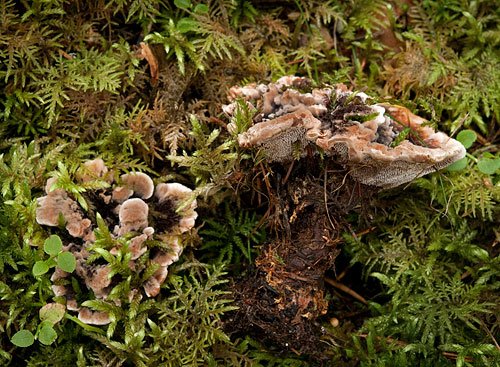 Två stora svampar växer fram ur mossan