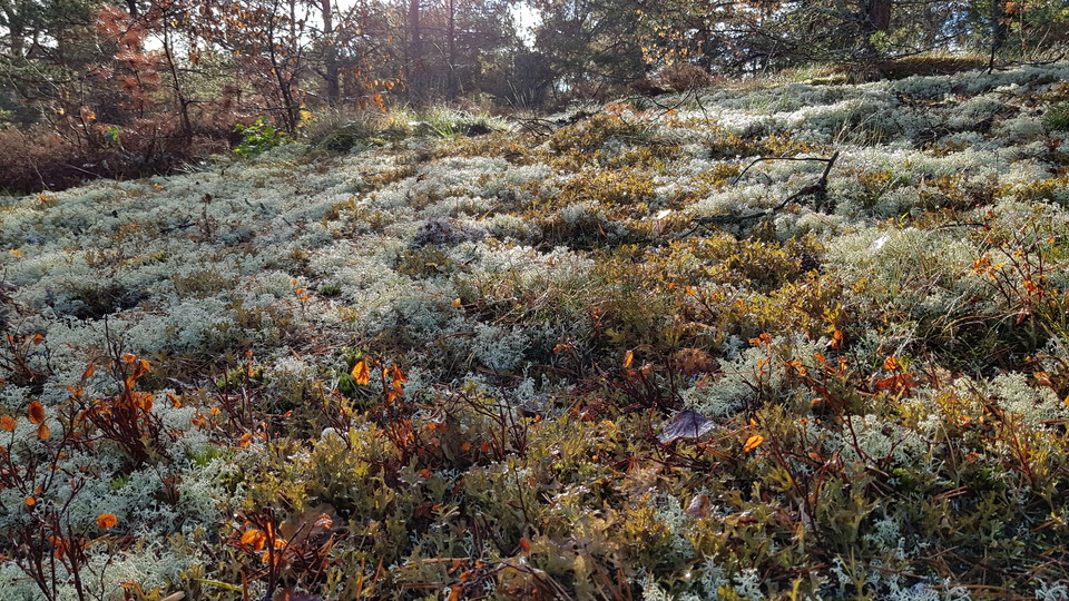 Islandslandslav och renlavar. Foto Lidingö stad