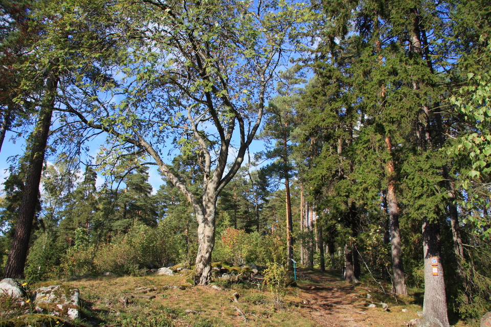 I området finns en kulturstig som du når från Smedgärdsspåret.  