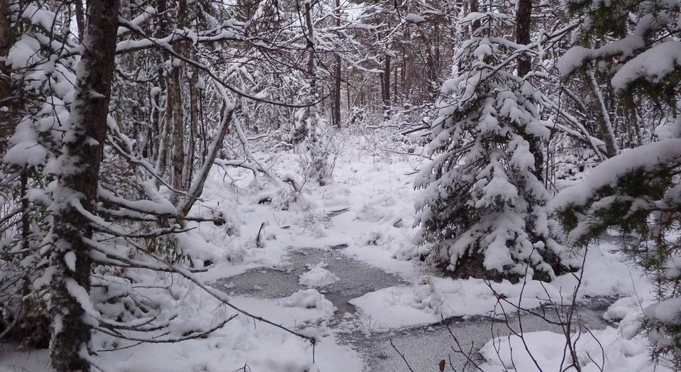 Snö och is i skogen i naturreservatet Storanden.