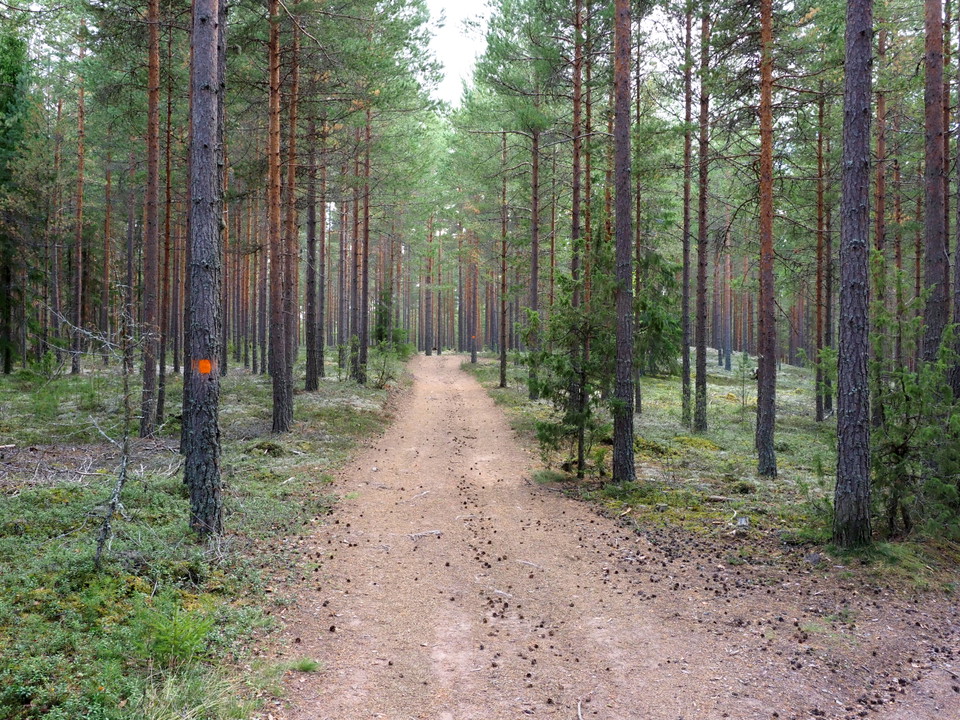 Tallhedsmark