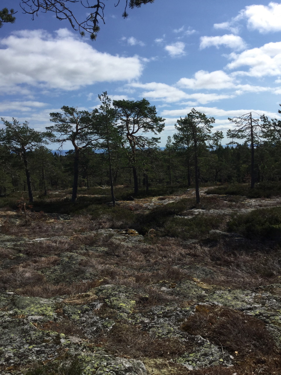 Öppna, släta hällar på Omsberget