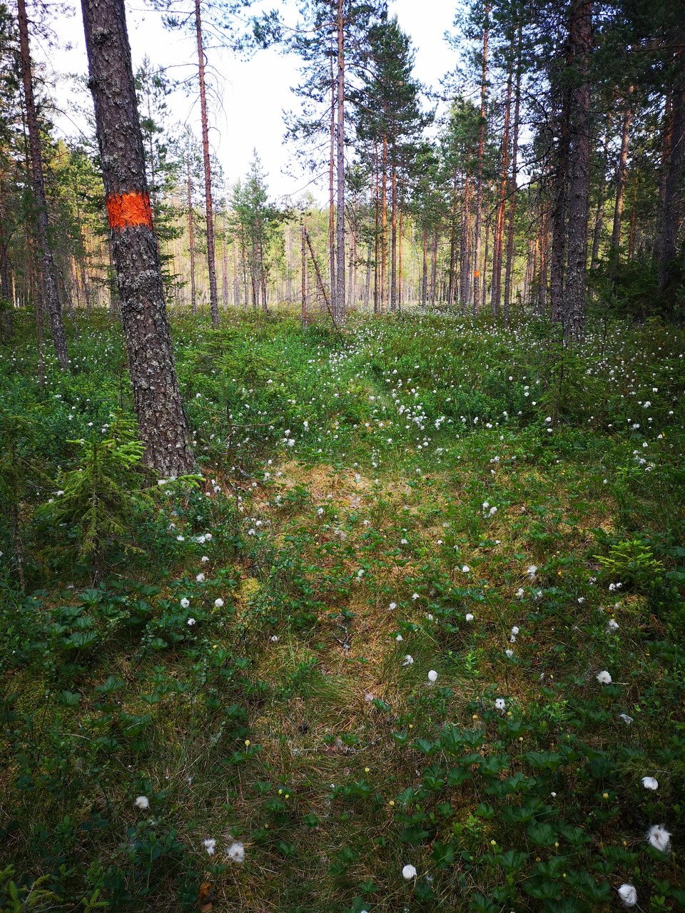 Leden går över några fina myrar