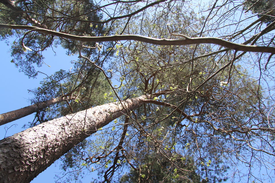 Tall fotat underifrån med blå himmel.