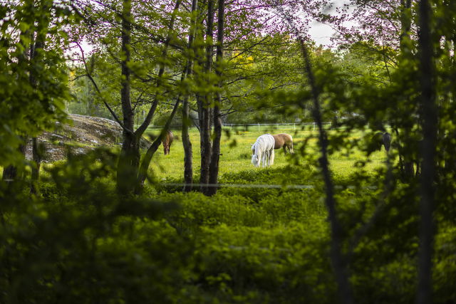 Rensättra naturreservat