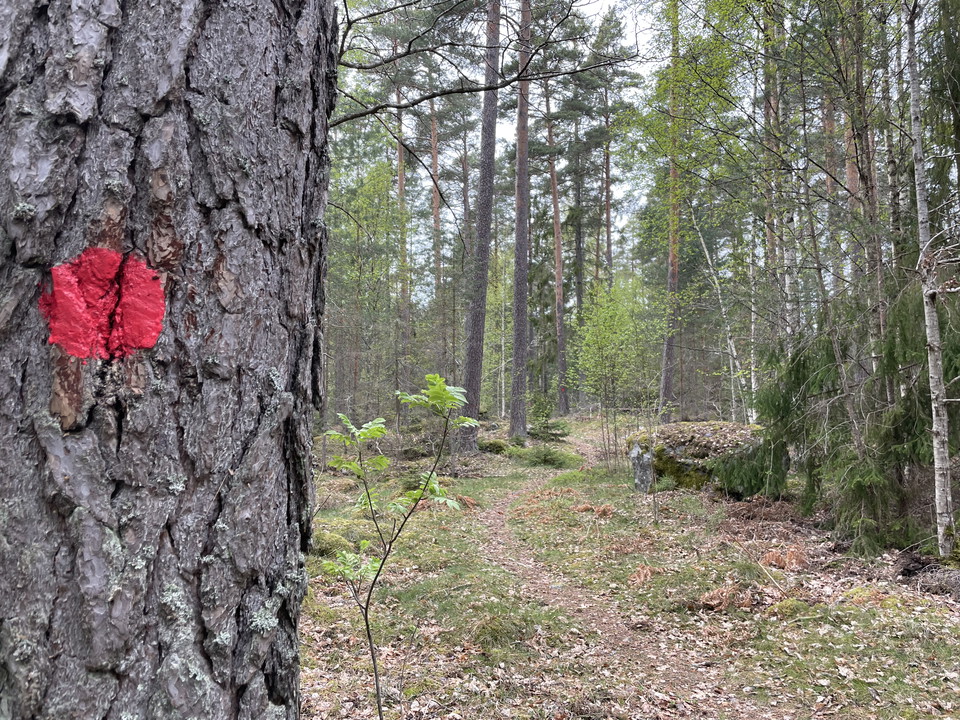 Röd prick på ett träd som markerar sträckningen för stigslingan i ett skogsparti.