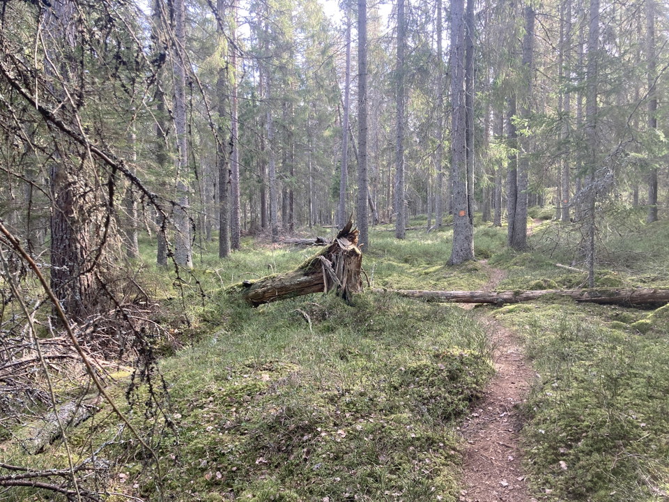 Hjärtasjöns naturreservat -  foto: Kersti Beck Larsson