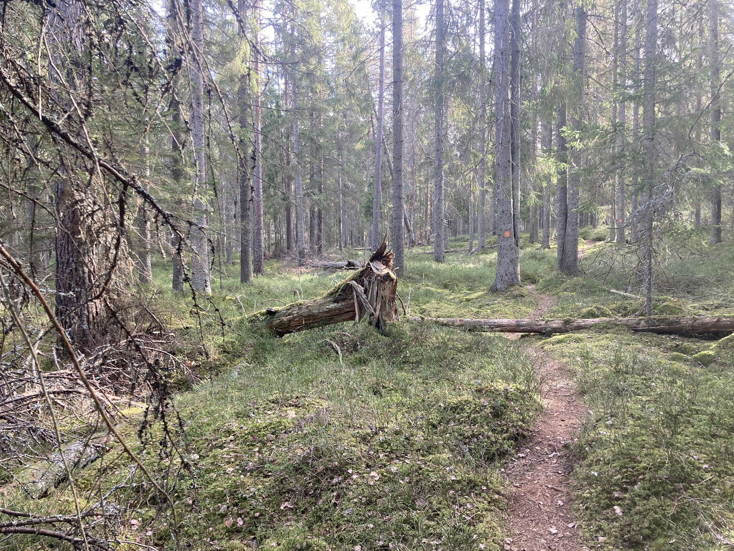 Hjärtasjöns naturreservat -  foto: Kersti Beck Larsson