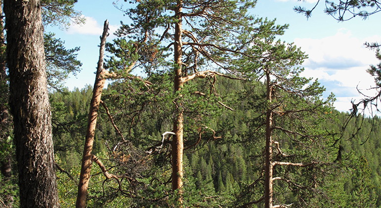 Korgen-Stormyran.