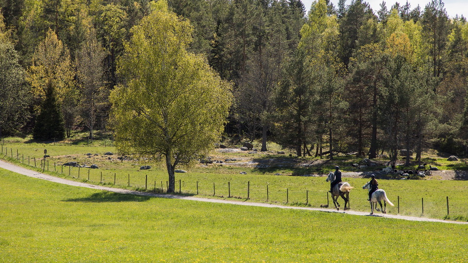 Ryttare vid Långängen. Foto Felix Oppenheim