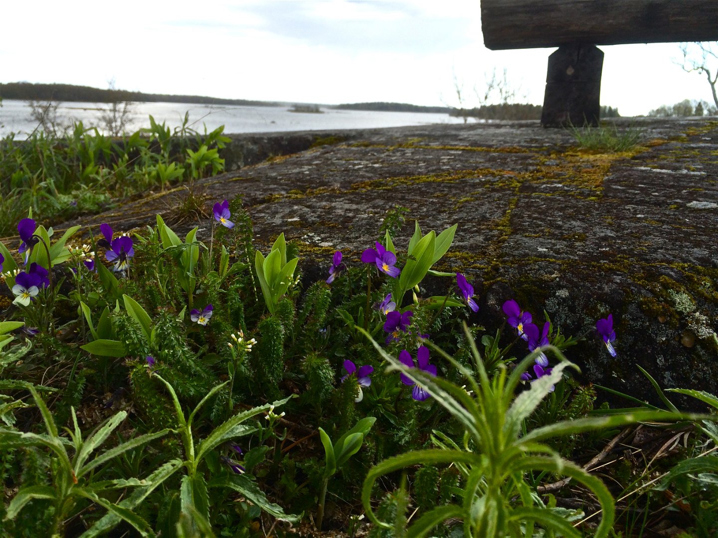 På en stenhäll vid havet växer violer med små lila och ljusgula blommor. I bakgrunden står en sittbänk.