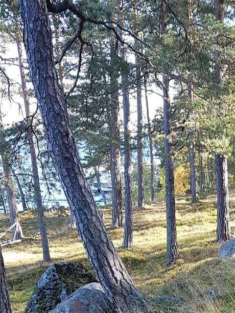Strövvänlig skog väster om Mor Annas brygga. Foto Lidingö stad.