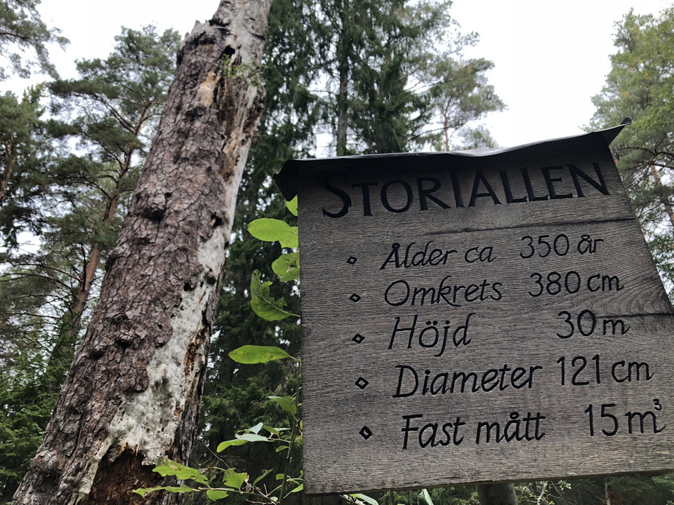 Träskylt med text om Stortallen.