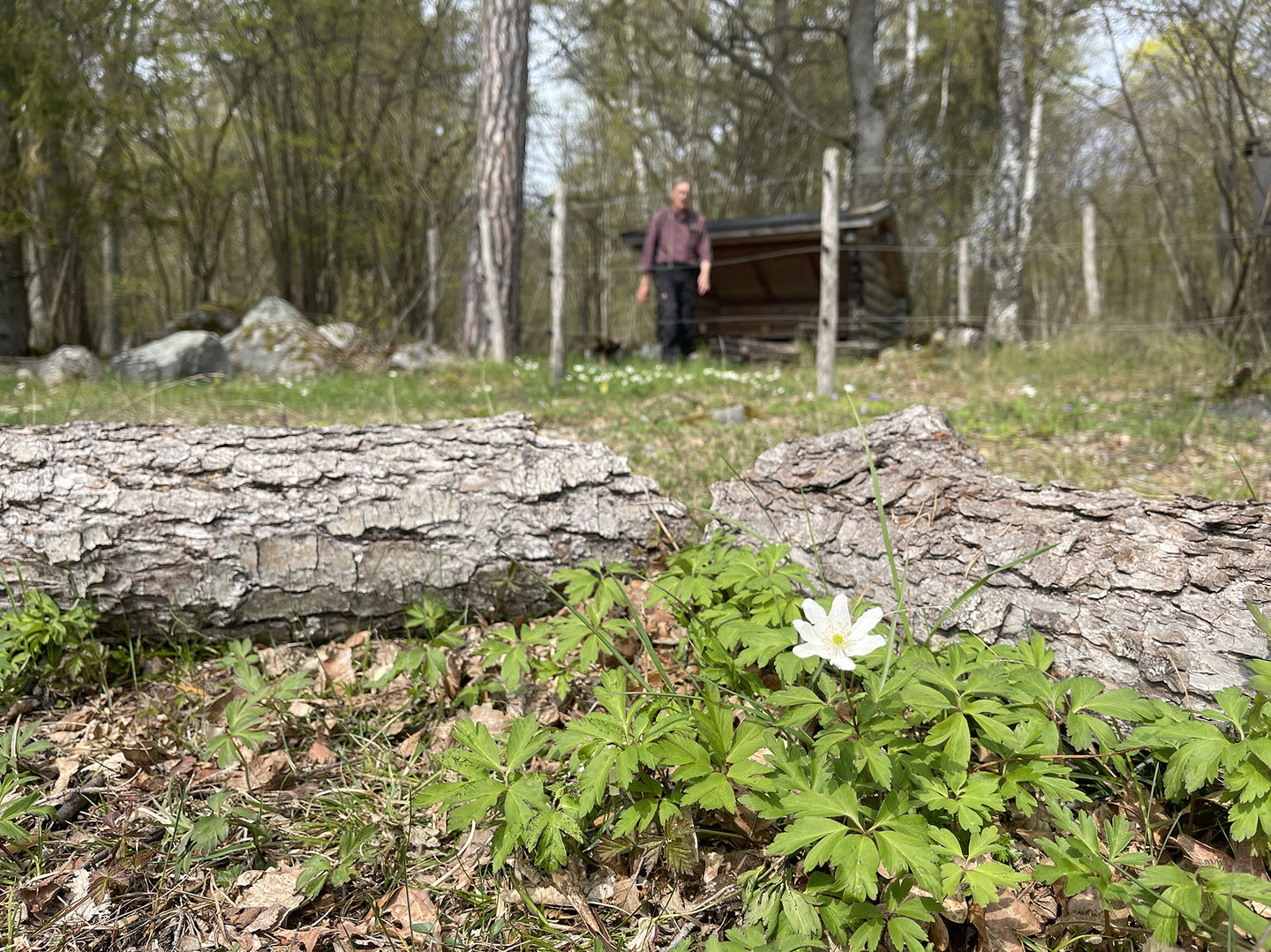 I förgrunden en vitsippa. I bakgrunden ett vindskydd och en man i oskärpa.