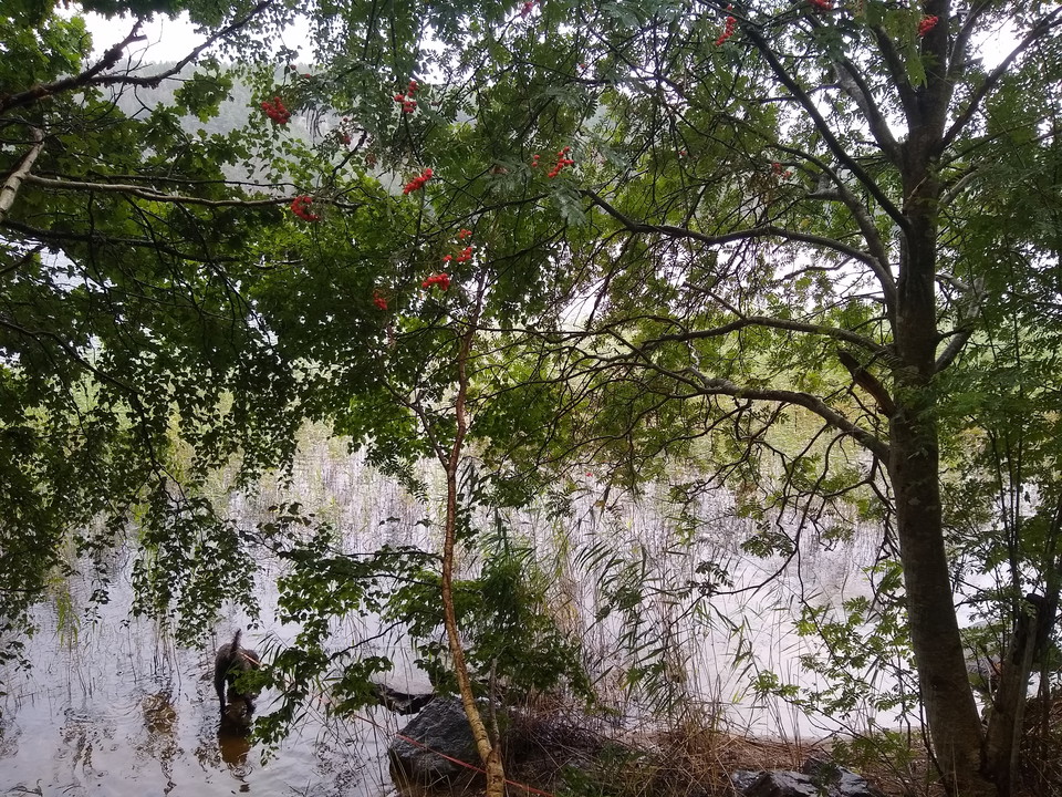 Rönnbär vid Tolken.