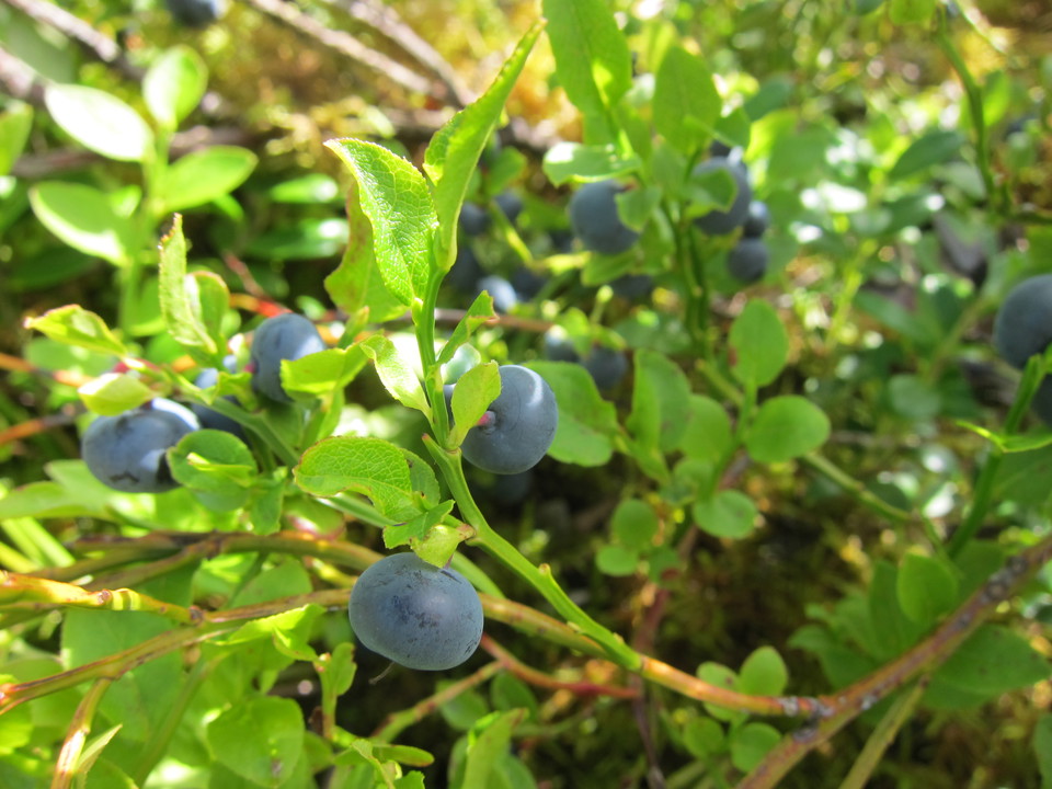 Blåbär på blåbärsris.