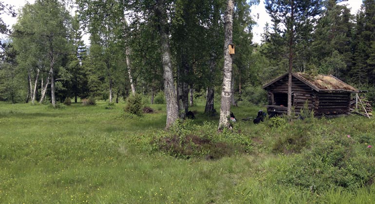 Dansarbacken, Kaljoxadalen.