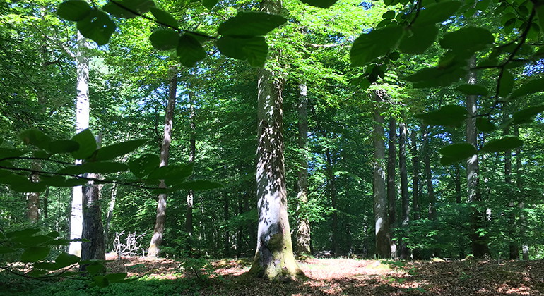 Skog i naturreservatet Timan.