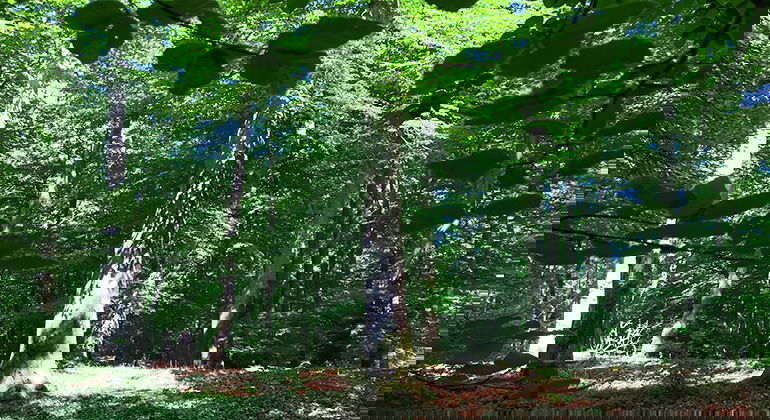 Skog i naturreservatet Timan.