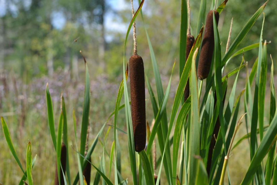Närbild på några bruna kaveldun som växer.