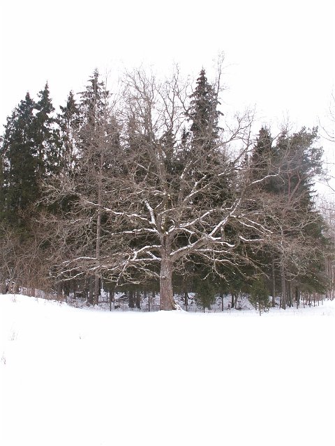Vinter i Storängens naturreservat. 