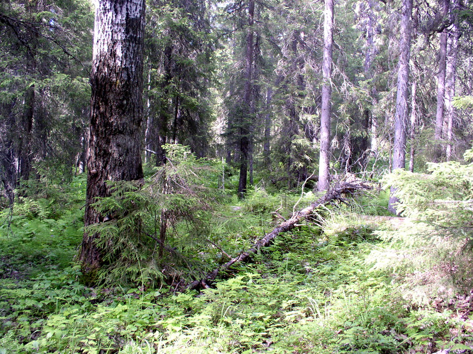 Barrskog. Foto.